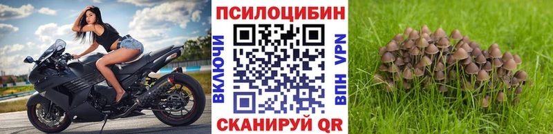 Галлюциногенные грибы Psilocybe  Купить  Дмитриев 